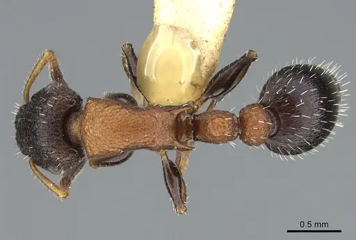 Romblonella coryae specimen CASENT0923700 image casent0923700_1