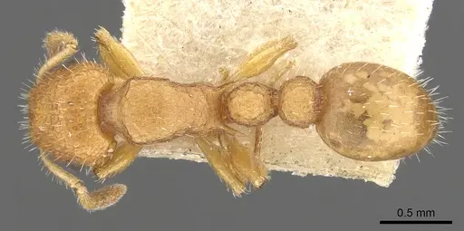 Romblonella elysii specimen CASENT0901996 image casent0901996_1