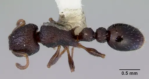 Romblonella liogaster specimen CASENT0172277 image casent0172277_1
