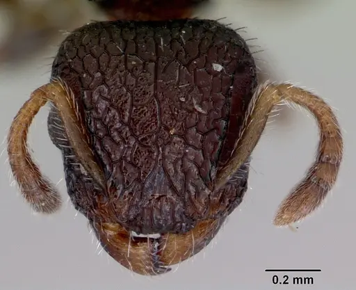 Romblonella liogaster specimen CASENT0172277 image casent0172277_2