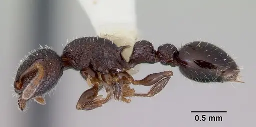 Romblonella liogaster specimen CASENT0172277 image casent0172277_3