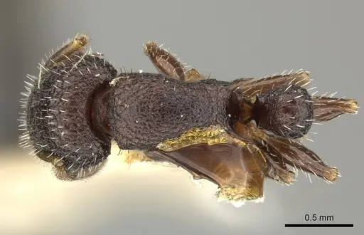 Romblonella liogaster specimen CASENT0249110 image casent0249110_1