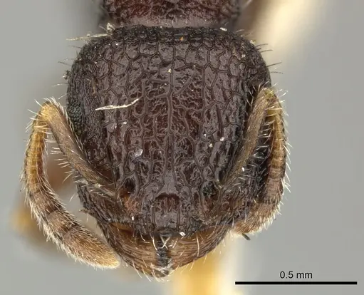 Romblonella liogaster specimen CASENT0249110 image casent0249110_2