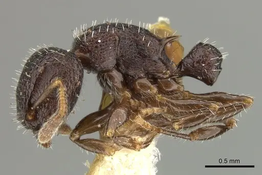 Romblonella liogaster specimen CASENT0249110 image casent0249110_3