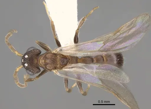 Romblonella longinoi specimen CASENT0617004 image casent0617004_1