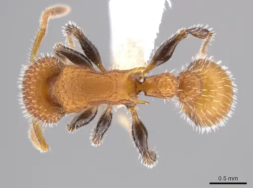 Romblonella longinoi specimen CASENT0617007 image casent0617007_1