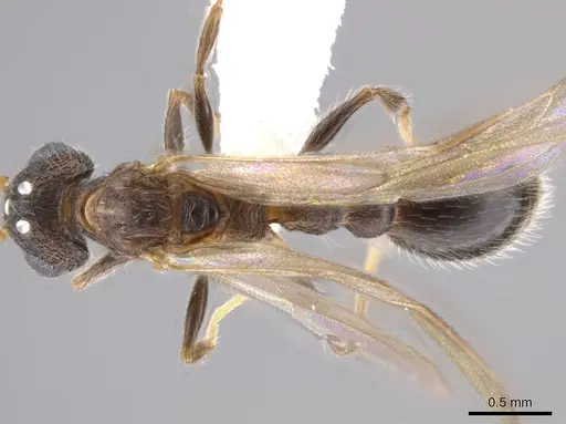 Romblonella longinoi specimen CASENT0617021 image casent0617021_1