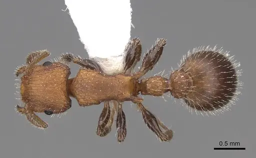 Romblonella longinoi specimen CASENT0922821 image casent0922821_1
