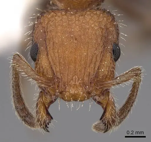 Romblonella longinoi specimen CASENT0922821 image casent0922821_2