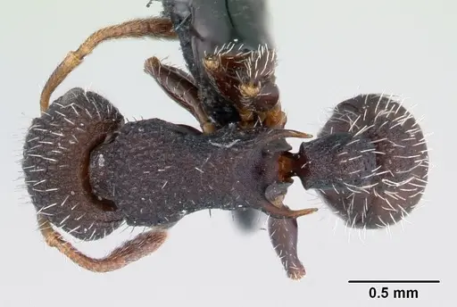 Romblonella opaca specimen CASENT0178525 image casent0178525_1