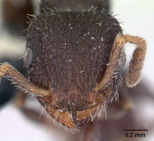 Romblonella opaca specimen CASENT0178525 image casent0178525_2