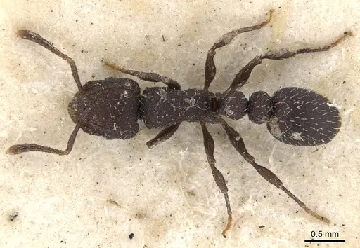 Romblonella opaca specimen CASENT0901372 image casent0901372_1