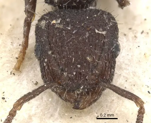 Romblonella opaca specimen CASENT0901372 image casent0901372_2