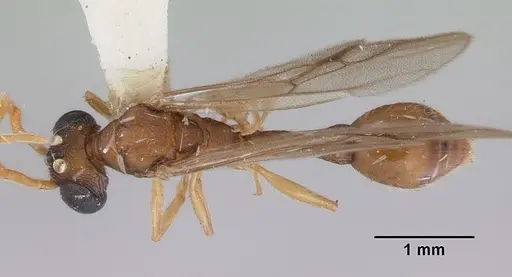 Romblonella palauensis specimen CASENT0172306 image casent0172306_1