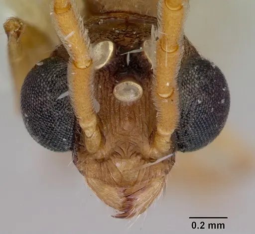 Romblonella palauensis specimen CASENT0172306 image casent0172306_2