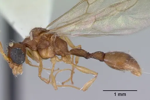 Romblonella palauensis specimen CASENT0172306 image casent0172306_3