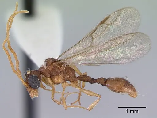 Romblonella palauensis specimen CASENT0172306 image casent0172306_4