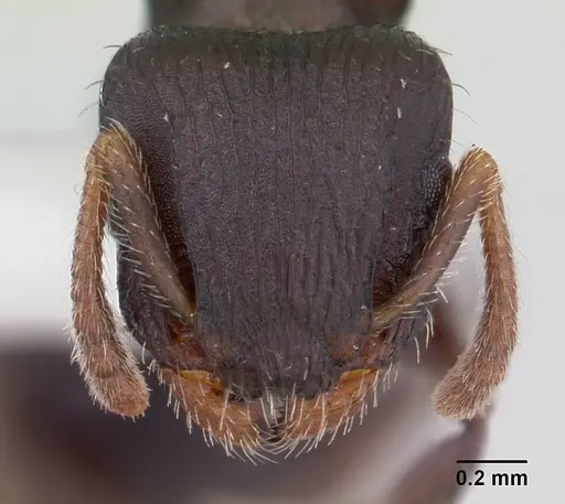 Romblonella palauensis specimen CASENT0178524 image casent0178524_2