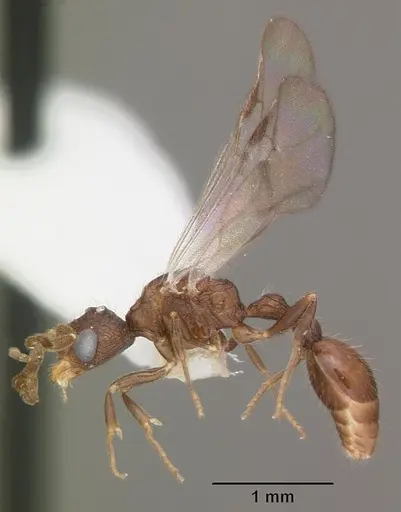 Romblonella scrobifera specimen CASENT0010806 image casent0010806_4