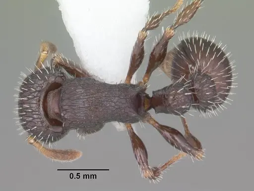 Romblonella scrobifera specimen CASENT0010935 image casent0010935_1