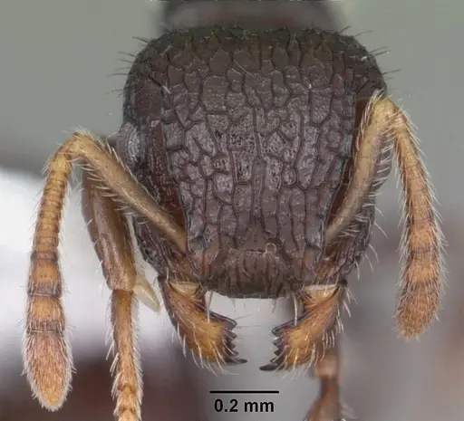 Romblonella scrobifera specimen CASENT0010935 image casent0010935_2
