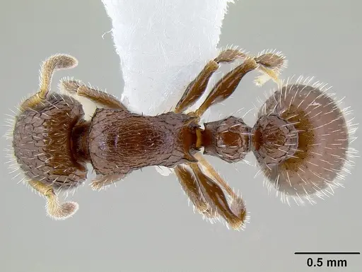 Romblonella scrobifera specimen CASENT0106224 image casent0106224_1