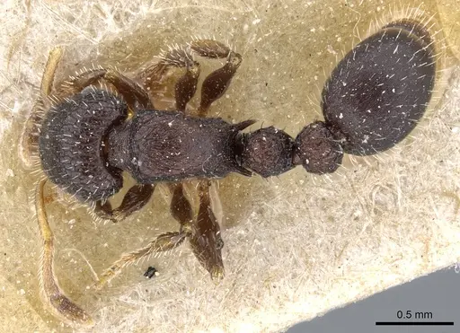 Romblonella scrobifera specimen CASENT0904851 image casent0904851_1
