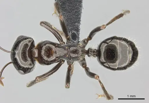 Rossomyrmex anatolicus specimen CASENT0235254 image casent0235254_1