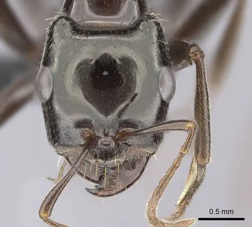 Rossomyrmex anatolicus specimen CASENT0235254 image casent0235254_2