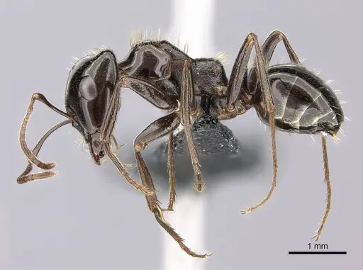 Rossomyrmex anatolicus specimen CASENT0235254 image casent0235254_3