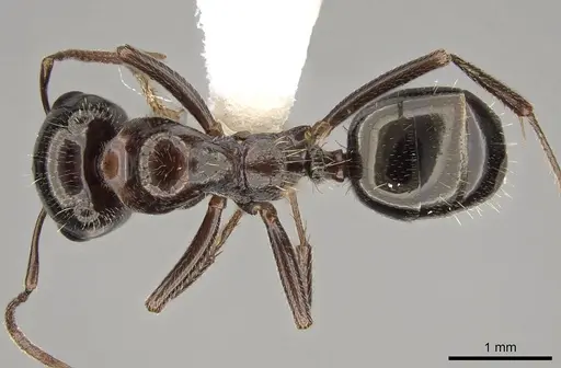 Rossomyrmex anatolicus specimen CASENT0914580 image casent0914580_1