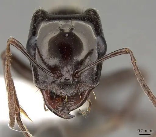 Rossomyrmex anatolicus specimen CASENT0914580 image casent0914580_2