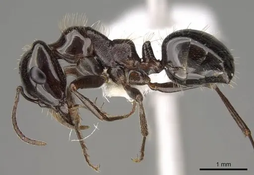 Rossomyrmex anatolicus specimen CASENT0914580 image casent0914580_3