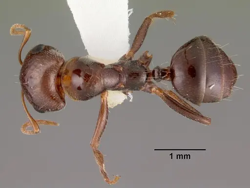 Rossomyrmex minuchae specimen CASENT0102381 image casent0102381_1