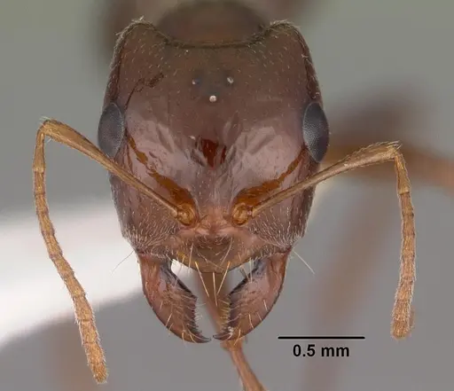 Rossomyrmex minuchae specimen CASENT0102381 image casent0102381_2