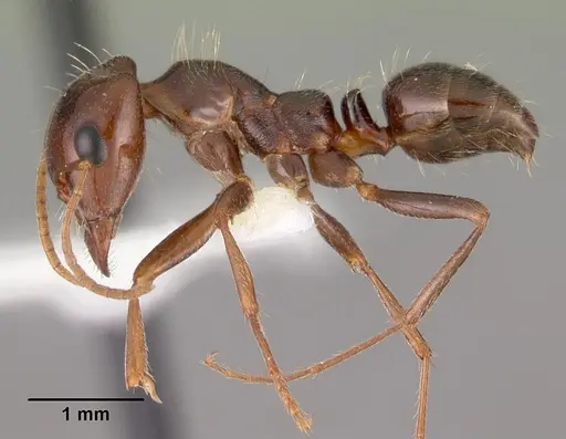 Rossomyrmex minuchae specimen CASENT0102381 image casent0102381_3