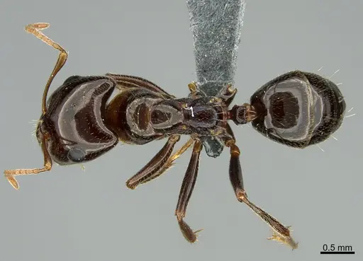 Rossomyrmex minuchae specimen CASENT0277297 image casent0277297_1