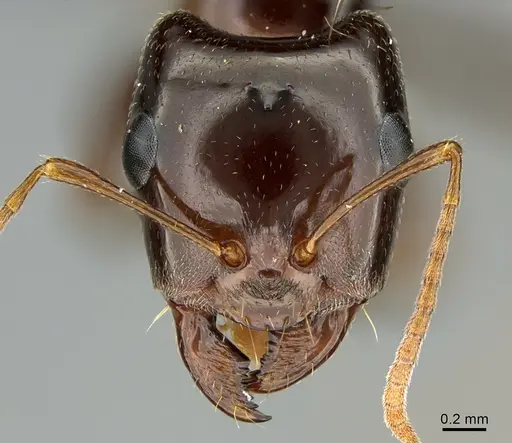 Rossomyrmex minuchae specimen CASENT0277297 image casent0277297_2