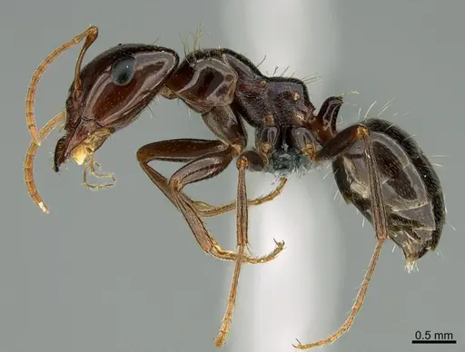 Rossomyrmex minuchae specimen CASENT0277297 image casent0277297_3