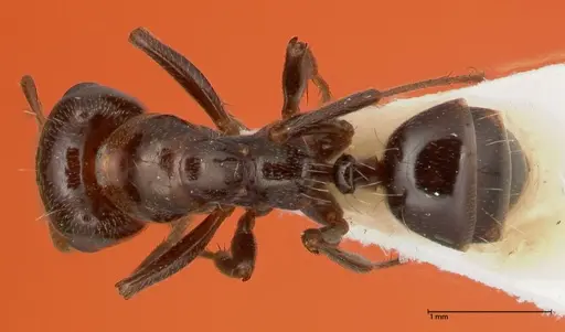 Rossomyrmex minuchae specimen FOCOL0554 image focol0554_1