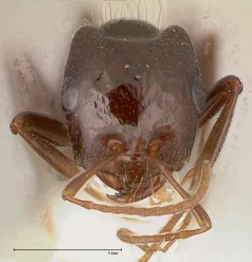 Rossomyrmex minuchae specimen FOCOL0554 image focol0554_2
