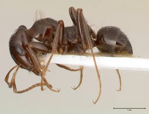 Rossomyrmex minuchae specimen FOCOL0554 image focol0554_3
