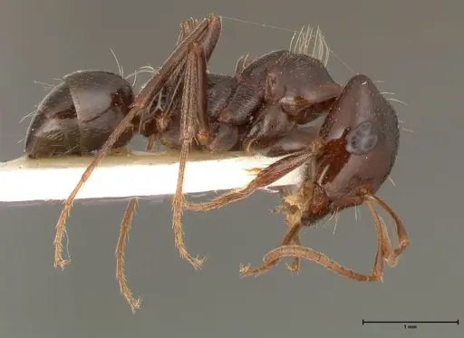 Rossomyrmex minuchae specimen FOCOL0554 image focol0554_4