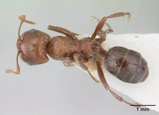 Rossomyrmex proformicarum specimen CASENT0178514 image casent0178514_1