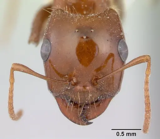 Rossomyrmex proformicarum specimen CASENT0178514 image casent0178514_2