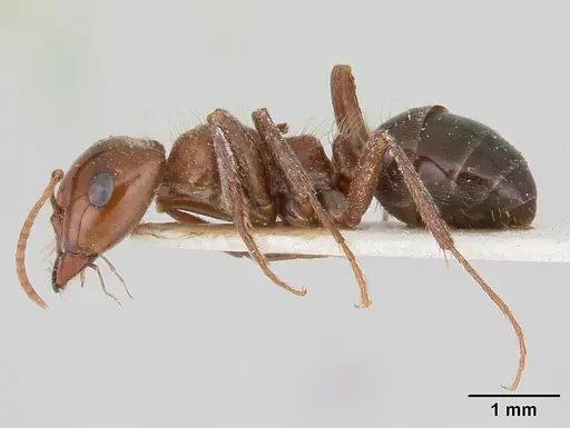 Rossomyrmex proformicarum specimen CASENT0178514 image casent0178514_3
