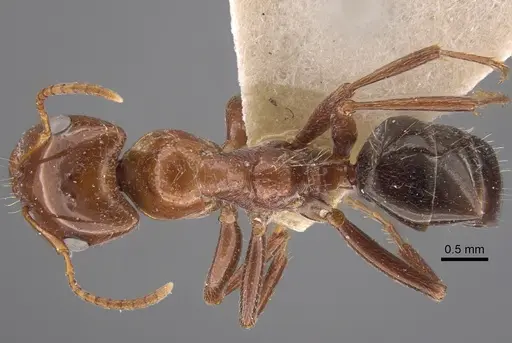 Rossomyrmex proformicarum specimen CASENT0917327 image casent0917327_1
