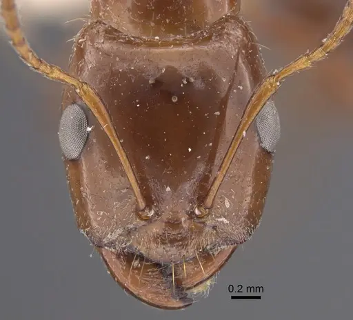 Rossomyrmex proformicarum specimen CASENT0917327 image casent0917327_2