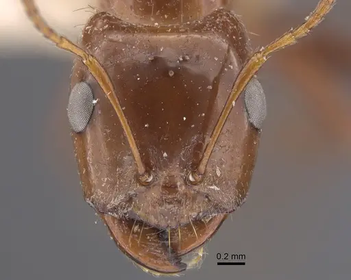 Rossomyrmex proformicarum specimen CASENT0917327 image casent0917327_3