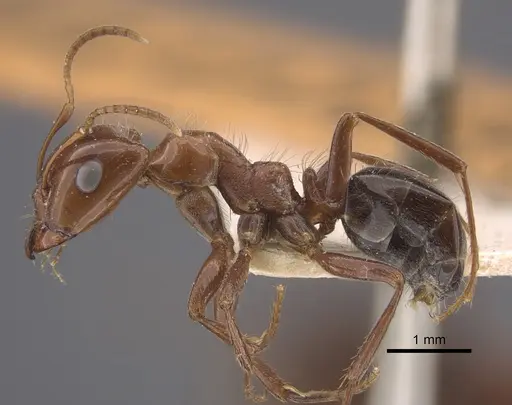 Rossomyrmex proformicarum specimen CASENT0917327 image casent0917327_4